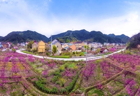 上虞春日赏花地，快来Pick你最爱的那片花海