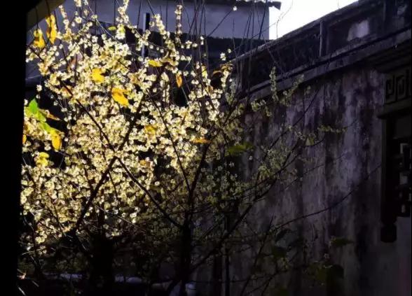 微信图片_20190123084602.jpg