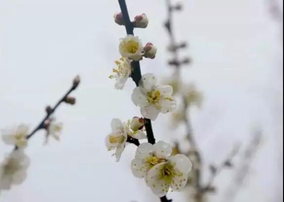 微信图片_20190123084625.jpg