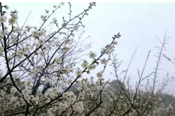 微信图片_20190123084628.png