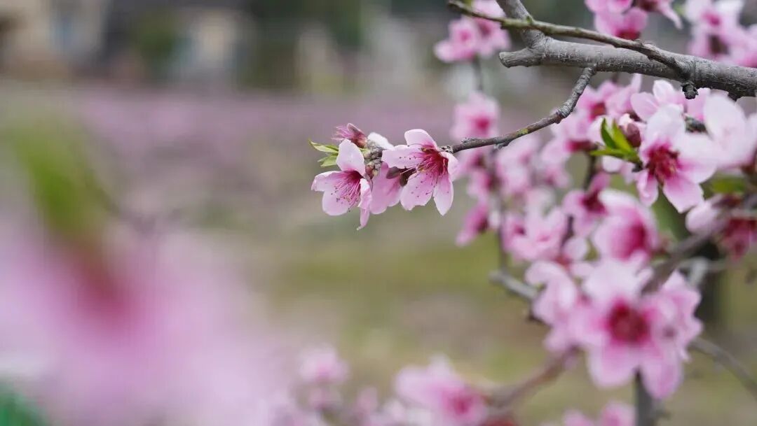 1773042243177118.jpg 1773042243177118.jpg