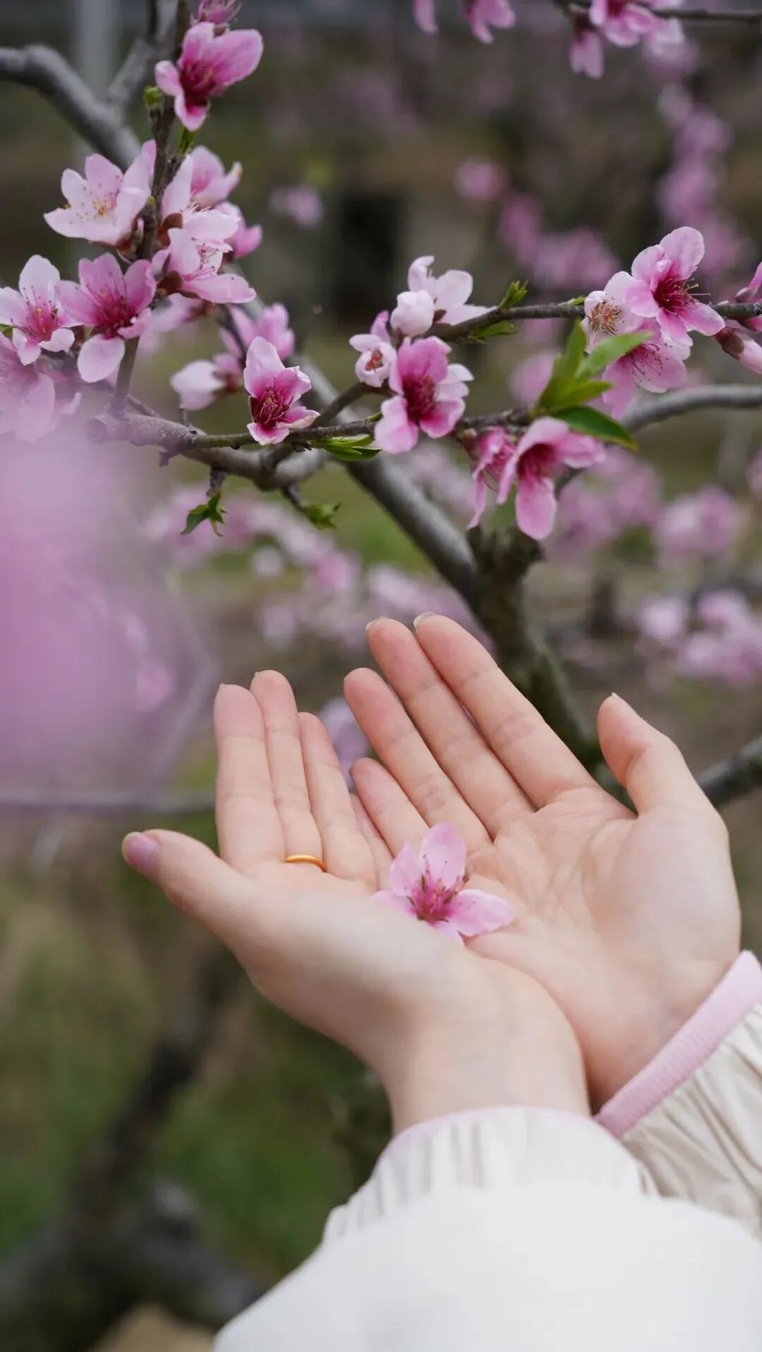 1773042366371751.jpg 1773042366371751.jpg