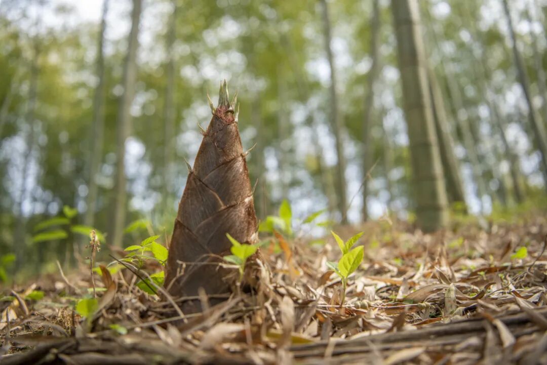 1774334446123466.jpg 1774334446123466.jpg