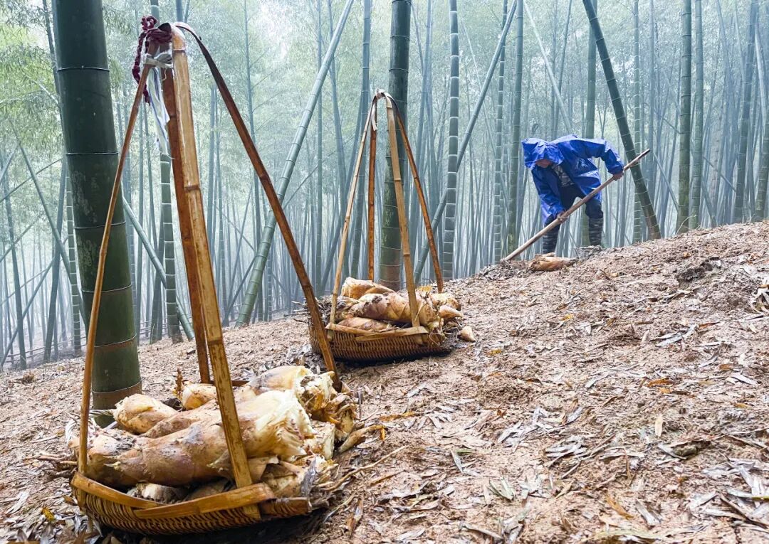 1774334478270239.jpg 1774334478270239.jpg