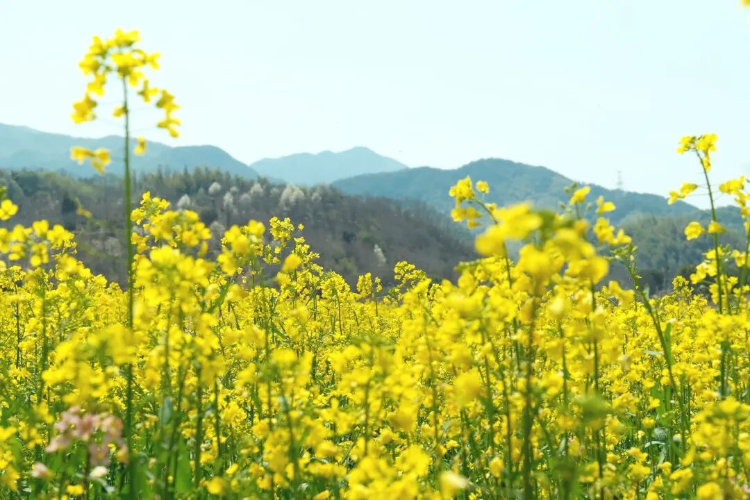 1774405631102110.jpg 1774405631102110.jpg