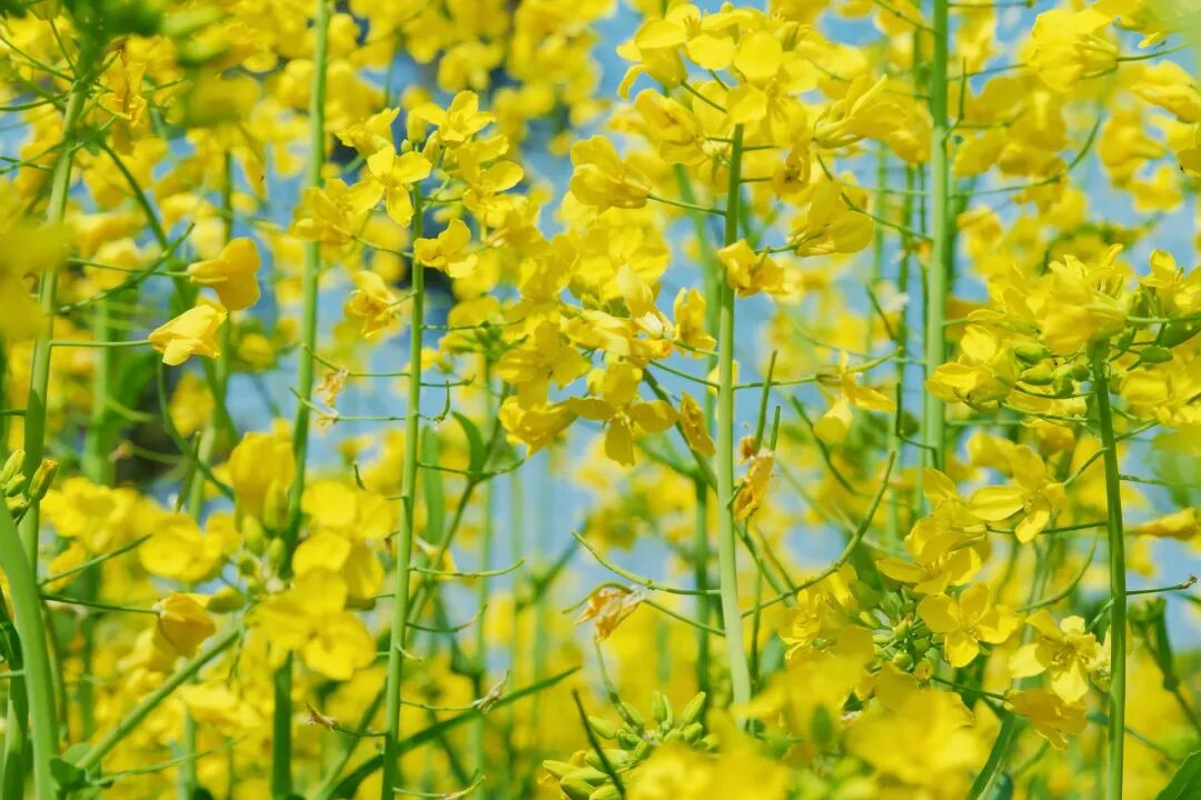 1774405659567244.jpg 1774405659567244.jpg