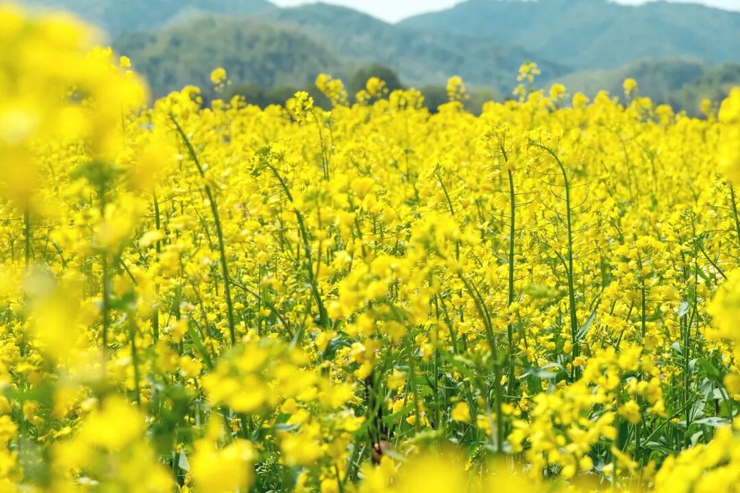 1774405709381175.jpg 1774405709381175.jpg