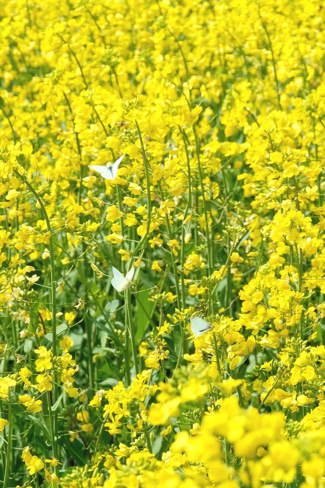 1774405819390169.jpg 1774405819390169.jpg